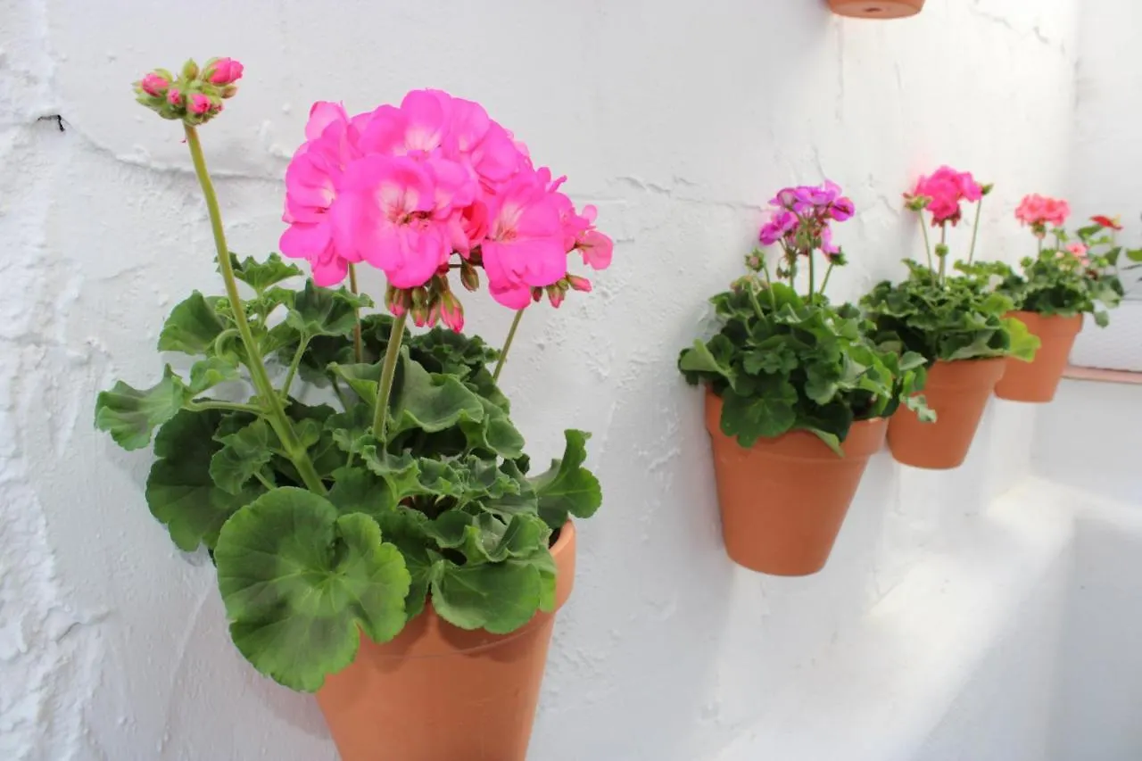 Fan Flat San Juan Apartment Malaga Spain